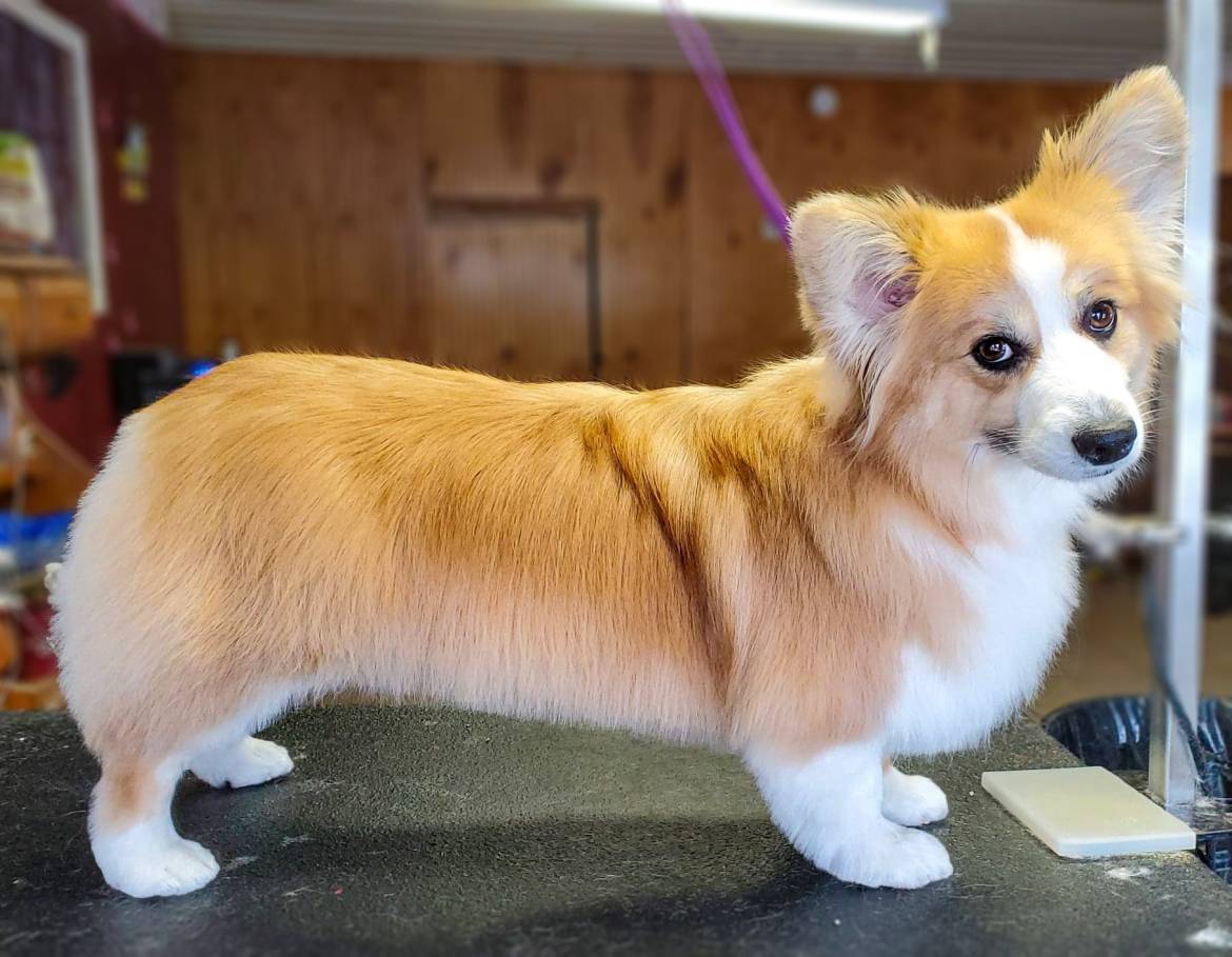 Corgi-1.jpg